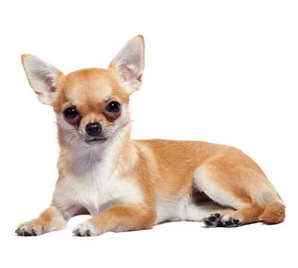 Chihuahua necklace metal cartoon dog pendant jewelry golden colors plated